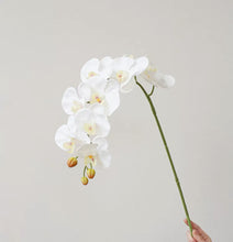 Load image into Gallery viewer, VICKY YAO Design - Best selling Luxury Natural Touch White 6 Stems Phalaenopsis Orchid Arrangement with Real Preserved Moss for Home &amp; Office Decor