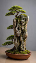 Laden Sie das Bild in den Galerie-Viewer, VICKY YAO Fine Bonsai - Roots Over Rock Bonsai Art Sculpture, Realistic Japanese Bonsai Tree, Preserved Moss, Luxury Zen Home &amp; Hotel Decor