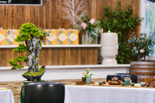 画像をギャラリービューアに読み込む, VICKY YAO Fine Bonsai - Roots Over Rock Bonsai Art Sculpture, Realistic Japanese Bonsai Tree, Preserved Moss, Luxury Zen Home &amp; Hotel Decor
