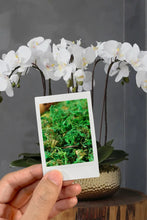 Load image into Gallery viewer, VICKY YAO Design - Best selling Luxury Natural Touch White 6 Stems Phalaenopsis Orchid Arrangement with Real Preserved Moss for Home &amp; Office Decor