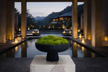 將圖片載入圖庫檢視器 VICKY YAO -Outdoor Indoor Real Preserved Moss Bowl Centerpiece,Preserved Moss Bowl Black Rustic Wooden Coffee Table Centerpiece D12-inch