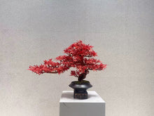 Laden Sie das Bild in den Galerie-Viewer, VICKY YAO Design Aesthetic -  New Arrival Exclusive Design Handmade Japanese Style Red Maple Bonsai Art L55xW22xH38cm
