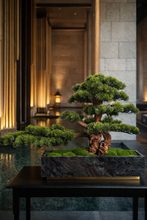 Load image into Gallery viewer, VICKY YAO Fine Bonsai - Realistic Hotel Style Bonsai Art with Marble Base L90xW30xH62cm