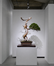 Load image into Gallery viewer, VICKY YAO-Unique Millennium Cliff Cypress Bonsai Art,Dragon Form Driftwood Sculpture, Handmade Realistic Zen Bonsai Decor,Zen Interior Decor