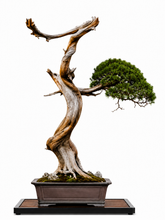 Load image into Gallery viewer, VICKY YAO-Unique Millennium Cliff Cypress Bonsai Art,Dragon Form Driftwood Sculpture, Handmade Realistic Zen Bonsai Decor,Zen Interior Decor