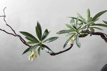 Load image into Gallery viewer, VICKY YAO - Realistic Bonsai Floral Arrangement in Pine Motif Ceramic Vase, Wabi Sabi Decor, Luxury Hotel &amp; Home Statement Piece L90xH80cm