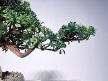 Load image into Gallery viewer, VICKY YAO - Handmade New Arrival Artificial Bonsai Art Gift for Him in Lotus Medium Pot 50x19x33cmH