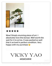 將圖片載入圖庫檢視器 VICKY YAO - Exclusive One-of-a-Kind Realistic Bonsai with Limited Edition Artistic Stone 130x100 H