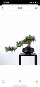 VICKY YAO Design Aesthetic - Mini Realistic Buddha Pine Bonsai 47x15x28cm