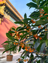 Load image into Gallery viewer, VICKY YAO Bonsai Garden - Premium 15-Year-Old Golden Osmanthus – The Top Choice for Luxury Homes