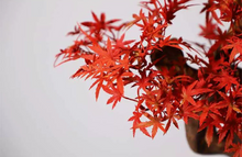 Laden Sie das Bild in den Galerie-Viewer, VICKY YAO Design Aesthetic - June New Arrival Exclusive Design Handmade Japanese Style Red Maple Bonsai Art 60L x 22W x 40cm H