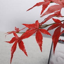 Laden Sie das Bild in den Galerie-Viewer, VICKY YAO - Artificial Japanese Maple Bonsai Tree Red Maple Decorative Sculpture for Modern Interior Design