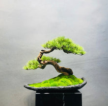 Laden Sie das Bild in den Galerie-Viewer, VICKY YAO Design Aesthetic - Exclusive Design Handmade Latest Works Realistic Artificial Faux Bonsai Art W57xD33xH48 cm