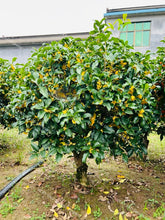 Load image into Gallery viewer, VICKY YAO Bonsai Garden - Premium 15-Year-Old Golden Osmanthus – The Top Choice for Luxury Homes