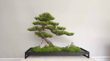 Load image into Gallery viewer, VICK YAO - Luxury Hotel Bonsai Art | Aman-Inspired Zen Interior Sculpture
L71 x D25-30cm x H46cm