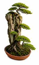 Laden Sie das Bild in den Galerie-Viewer, VICKY YAO Fine Bonsai - Roots Over Rock Bonsai Art Sculpture, Realistic Japanese Bonsai Tree, Preserved Moss, Luxury Zen Home &amp; Hotel Decor
