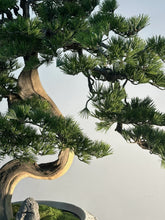 画像をギャラリービューアに読み込む, VICKY YAO - Artificial Bonsai Tree in Textured Ceramic Planter  Realistic Japanese Pine Style Tall Decorative Faux Plant for Home or Office