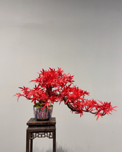 Laden Sie das Bild in den Galerie-Viewer, VICKY YAO Fine Bonsai- Exclusive Design Enamel Craft Basic Faux Bonsai Art L35xW14xH20cm
