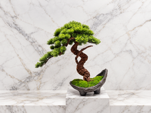 Laden Sie das Bild in den Galerie-Viewer, VICKY YAO-Artificial Bonsai Tree in Half-Moon Pot ｜Zen Decor for Home or Office | Japanese Style Faux Pine Tree with Moss L55xW25xH50cm