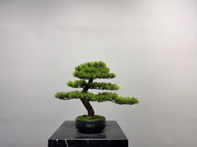 Load image into Gallery viewer, VICKY YAO Faux Bonsai -  Handmade Artificial Juniper Bonsai Art in Realistic Ceramic Pot 39x22x38cmH