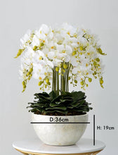 画像をギャラリービューアに読み込む, VICKY YAO Design -Bespoke Luxury Floral Design Elegant Shell-Finish Planter with 18 Stem Real Touch Orchid Arrangement W55xH78cm