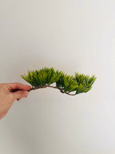 Load image into Gallery viewer, VICKY YAO-Bespoke Artificial Bonsai Art Crafted from Thousand-Year-Old Cliff Juniper