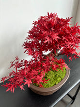 Load image into Gallery viewer, VICKY YAO Fine Bonsai - 2025 Latest Artwork: Realistic Bonsai Art Featuring Red Maple Leaves 40cmH