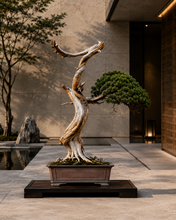 Load image into Gallery viewer, VICKY YAO-Unique Millennium Cliff Cypress Bonsai Art,Dragon Form Driftwood Sculpture, Handmade Realistic Zen Bonsai Decor,Zen Interior Decor