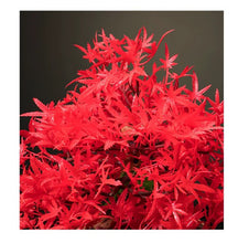 Load image into Gallery viewer, VICKY YAO - Handmade Red artificial maple leaf in Realistic Pot Bonsai Art 45 x 20 x 22cmH