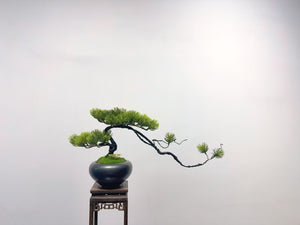 VICKY YAO Faux Bonsai - Natural Fresh Green Pine Artificial Bonsai Arrangement & Luxury Bonsai Fragrance 50ml