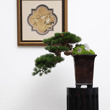 Laden Sie das Bild in den Galerie-Viewer, VICKY YAO - Luxury Realistic Artificial Bonsai Pine Tree with Moss &amp; Rock | Faux Plant in Planter | Japanese Zen Home Decoration 48x31x42cmH