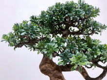 Load image into Gallery viewer, VICKY YAO - Handmade New Arrival Artificial Bonsai Art Gift for Him in Lotus Medium Pot 50x19x33cmH