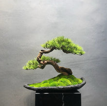 將圖片載入圖庫檢視器 VICKY YAO Design Aesthetic - Exclusive Design Handmade Latest Works Realistic Artificial Faux Bonsai Art W57 x D33 x H48 cm