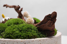 將圖片載入圖庫檢視器 VICKY YAO Preserved Moss - Love Nature Real Preserved Moss In Marble Base