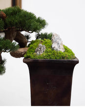 Laden Sie das Bild in den Galerie-Viewer, VICKY YAO - Luxury Realistic Artificial Bonsai Pine Tree with Moss &amp; Rock | Faux Plant in Planter | Japanese Zen Home Decoration 48x31x42cmH