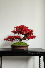 Load image into Gallery viewer, VICKY YAO Fine Bonsai - 2025 Latest Artwork: Realistic Bonsai Art Featuring Red Maple Leaves 40cmH