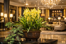 Load image into Gallery viewer, VICKY YAO Design - Yellow Phalaenopsis Orchid Arrangement, 70cm Tall Artificial Flower Bonsai, Luxury Home Décor Floral Sculpture in Pot