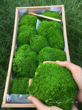 Load image into Gallery viewer, VICKY YAO -Outdoor Indoor Real Preserved Moss Bowl Centerpiece,Preserved Moss Bowl Black Rustic Wooden Coffee Table Centerpiece D12-inch