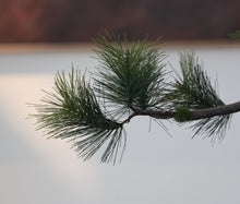 Load image into Gallery viewer, VICKY YAO - Artificial Bonsai Tree Pine with Real Trunk Fake Plant Indoor Decoration, Zen Japanese Home Decor 55x 28 x 68cmH