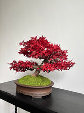 Load image into Gallery viewer, VICKY YAO Fine Bonsai - 2025 Latest Artwork: Realistic Bonsai Art Featuring Red Maple Leaves 40cmH