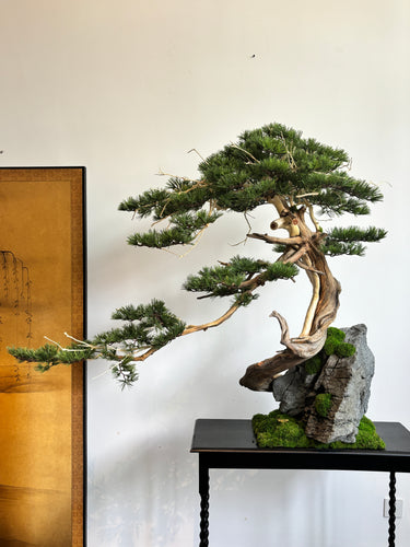VICKY YAO - Exclusive One-of-a-Kind Realistic Bonsai with Limited Edition Artistic Stone 130x100 H