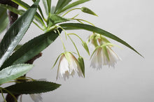 Load image into Gallery viewer, VICKY YAO - Realistic Bonsai Floral Arrangement in Pine Motif Ceramic Vase, Wabi Sabi Decor, Luxury Hotel &amp; Home Statement Piece L90xH80cm