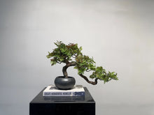 Load image into Gallery viewer, VICKY YAO Faux Plant - Exclusive Design Artificial Bonsai Arrangement