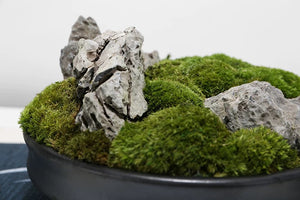 VICKY YAO - Decorative Trays Black Moss Bowl Moss Gifts for Centerpiece Home Office Decor Custom Unique Gift Decorative Bowl Decor Gifts