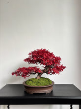 Load image into Gallery viewer, VICKY YAO Fine Bonsai - 2025 Latest Artwork: Realistic Bonsai Art Featuring Red Maple Leaves 40cmH