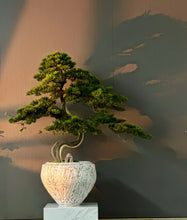 画像をギャラリービューアに読み込む, VICKY YAO - Artificial Bonsai Tree in Textured Ceramic Planter  Realistic Japanese Pine Style Tall Decorative Faux Plant for Home or Office