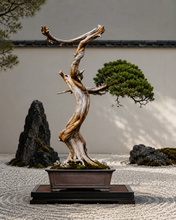 Load image into Gallery viewer, VICKY YAO-Unique Millennium Cliff Cypress Bonsai Art,Dragon Form Driftwood Sculpture, Handmade Realistic Zen Bonsai Decor,Zen Interior Decor