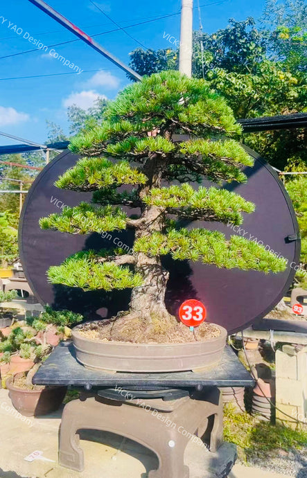 VICKY YAO Bonsai Art - Collector’s Edition 50-Year Japanese Black Pine