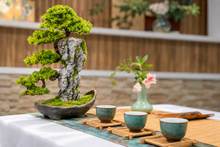 画像をギャラリービューアに読み込む, VICKY YAO Fine Bonsai - Roots Over Rock Bonsai Art Sculpture, Realistic Japanese Bonsai Tree, Preserved Moss, Luxury Zen Home &amp; Hotel Decor