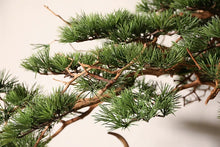 Load image into Gallery viewer, VICKY YAO Bonsai Project - Realistic Juniper Bonsai for New Chinese &amp; Japanese Style Restaurant customizable in any size. UV-resistant, waterproof indoor outdoor